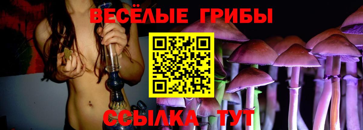 Знаменск  купить наркоту  Вход с VPN  Галлюциногенные грибы Cubensis 